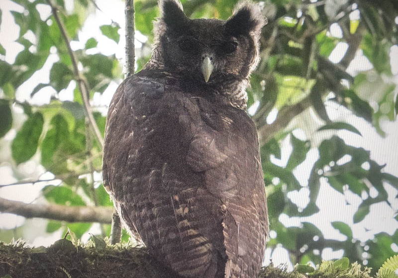 O Shelley's Eagle Owl foi avistado por Rob Williams e Dr. Joseph Tobias no cume Atewa em Gana, na África Foto: @robsrw e @ja_tobias