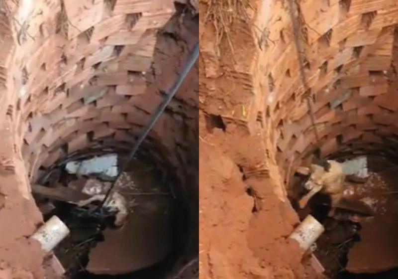 Ferrugem foi retirado da fossa e ajudou a equipe dos bombeiros no resgate - Foto: reprodução R7