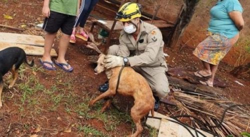 Esperteza do animal foi elogiada pelos bombeiros - Foto: reprodução R7