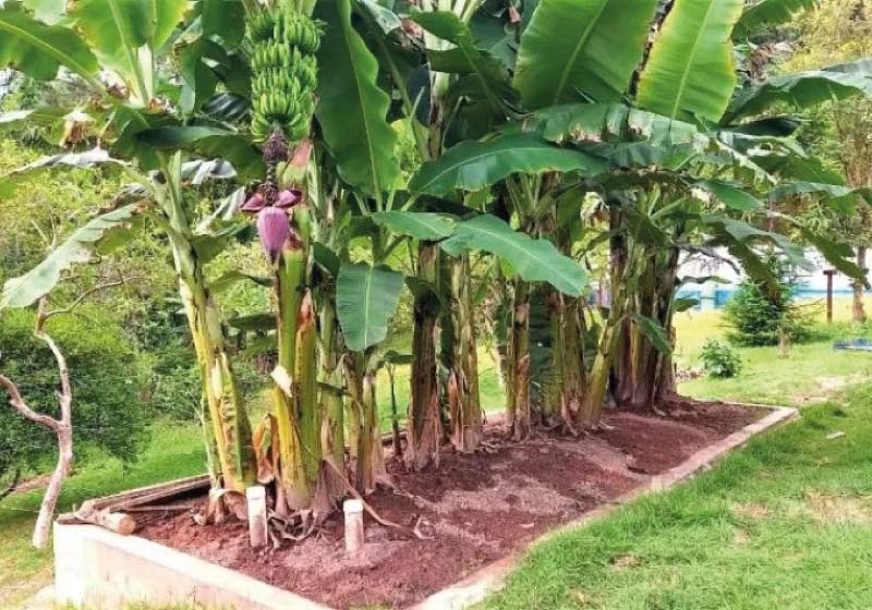 O projeto da ecofossa gerou ótimos resultados na escola e pode ser implantado em outras instituições - Foto: divulgação