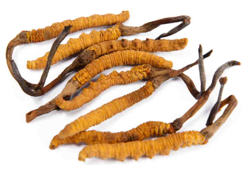 Medicamento anticâncer derivado de fungo se mostra promissor em testes clínicos Foto: Universidade de Oxford