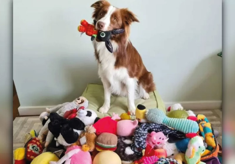 Gaia é um cão brasileiro superdotado que consegue memorizar nomes de brinquedos em tempo recorde - Foto: arquivo pessoal