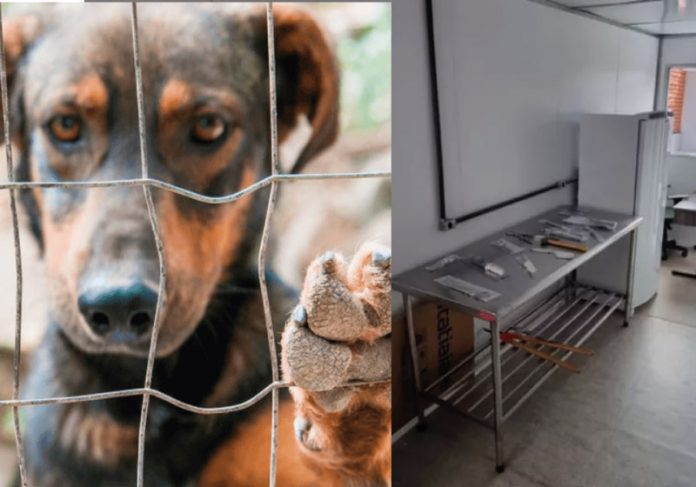 imvl-capa 1º Instituto Médico Veterinário Legal do país vai fazer exames de corpo de delito em animais que podem ter sido vítimas de maus-tratos - Foto: divulgação