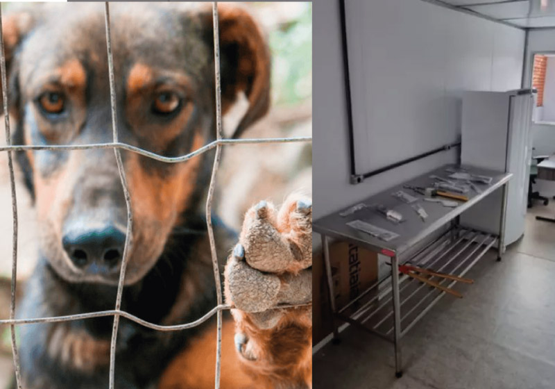 1º Instituto Médico Veterinário Legal do país vai fazer exames de corpo de delito em animais que podem ter sido vítimas de maus-tratos - Foto: divulgação