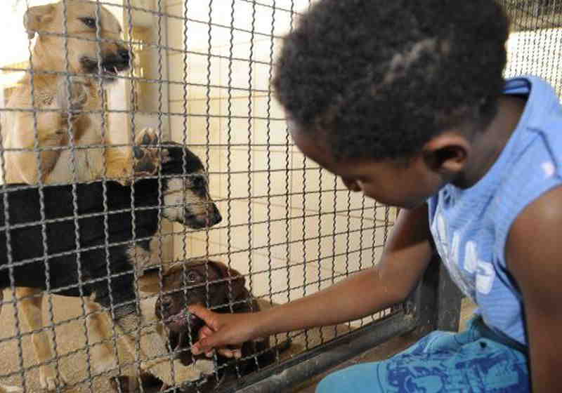 A nova lei proíbe sacrifício de animais pela zoonose Foto: Fábio Pozzebom/Agência Brasil