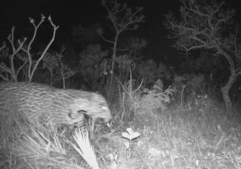 A onça-pintada, registrada por câmeras de sensor, não era vista em Brasília desde 2017 - Foto: Priscilla Petrazzinni / arquivo pessoal