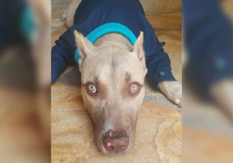 Baruk é um pitbull vítima de maus-tratos que foi resgatado com anemia profunda e hoje é o mascote da PM de Crato - Foto: Divulgação / SSPDS