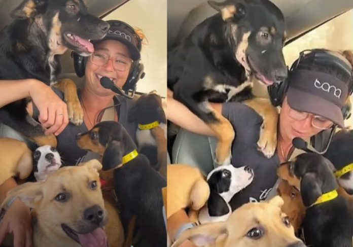 Cassandra transportou todos os 27 cães em um avião de pequeno porte - Foto: reprodução TikTok
