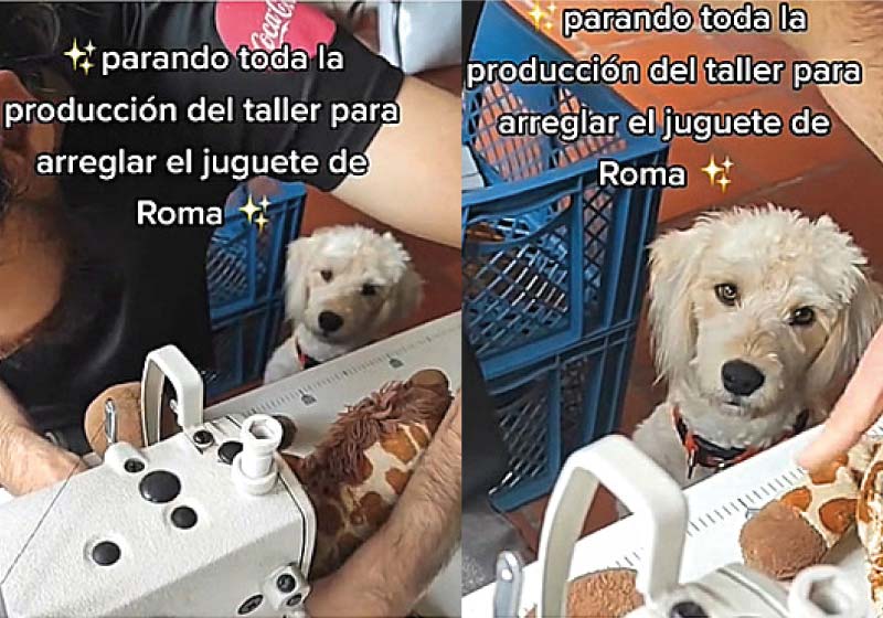 A cadelinha Roma fez sucesso enquanto esperava o tutor costurar a o brinquedo de pelúcia dela que rasgou - Foto: reprodução TikTok