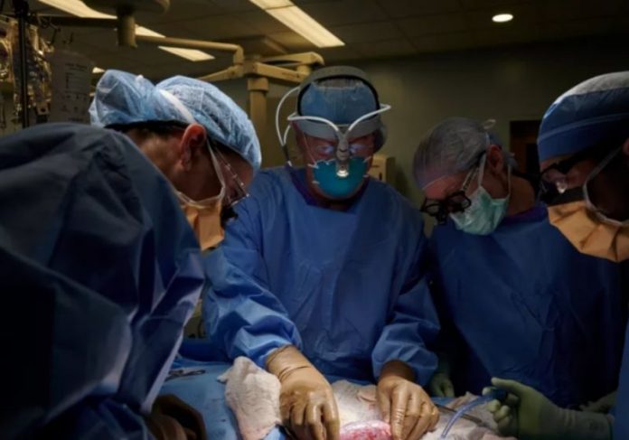 Cirurgiões dos EUA testaram com sucesso um transplante de rim de porco em humano - Foto: NYU Langone Health/Reuters