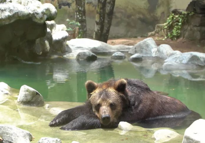 A ursa, que chegou à capital pernambucana em 2003, vai viver em um santuário ecológico em São Paulo — Foto: Reprodução