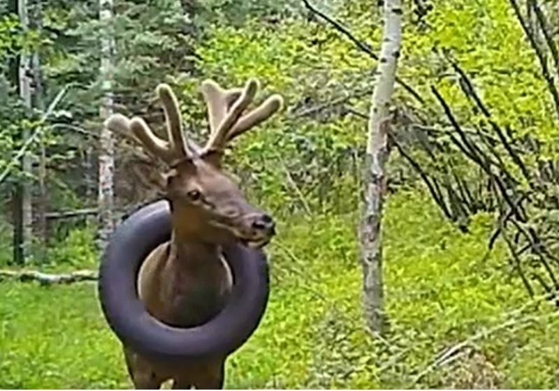 O pneu foi retirado após 2 anos preso no pescoço do veado - Foto: reprodução