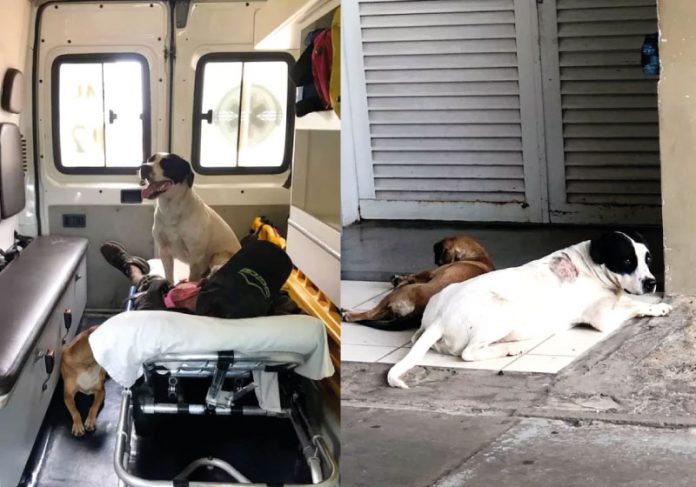 Os cães invadiram a ambulância e passaram a noite na porta da UPA, esperando o tutor receber alta - Foto: arquivo pessoal