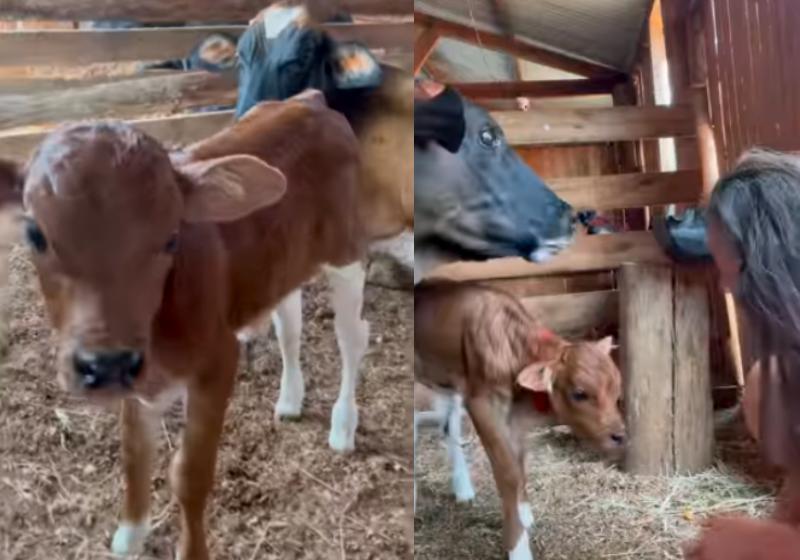 A bezerra Shakti e a mãe Divina, que fugiu grávida do abatedouro e procurou ajuda no Santuário Vale da Rainha, MG - Fotos: reprodução / Instagram
