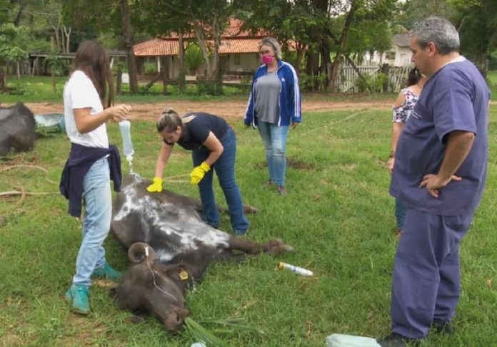 Um hospital de campanha foi montado e voluntários de todas as partes estão ajudando com os cuidados dos búfalos - Foto: Reprodução EPTV