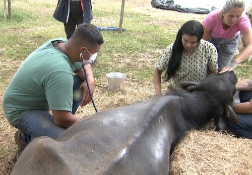 Voluntários estão cuidando de búfalos vítimas de maus-tratos em fazenda de Brotas — Foto: Reprodução EPTV