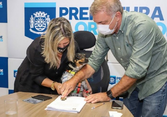 cachorra leish capa A cachorra 'Many' assina junto com prefeito de Floripa Projeto de Lei para fornecer remédio contra Leishmaniose a tutores de baixa renda — Foto: Cristiano Andujar / PMF / Divulgação