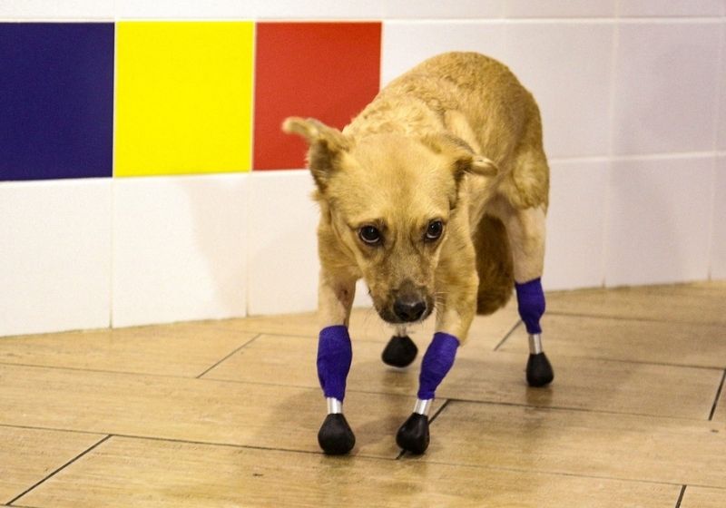 A cachorrinha Monika ganhou nova vida após as próteses de titânio - Foto: Rostislav NETISOV / AFP