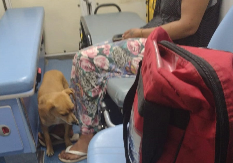 Cão se recusou a sair de perto da tutora e a acompanhou na ambulância até o hospital - Foto: Clênio Borges
