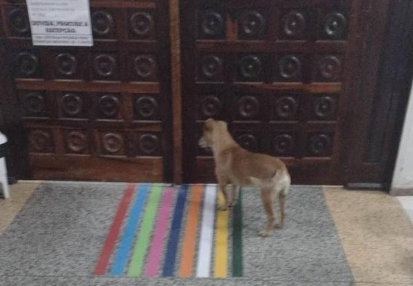 Cão ficou esperando a dona na porta do hospital - Foto: Clênio Borges