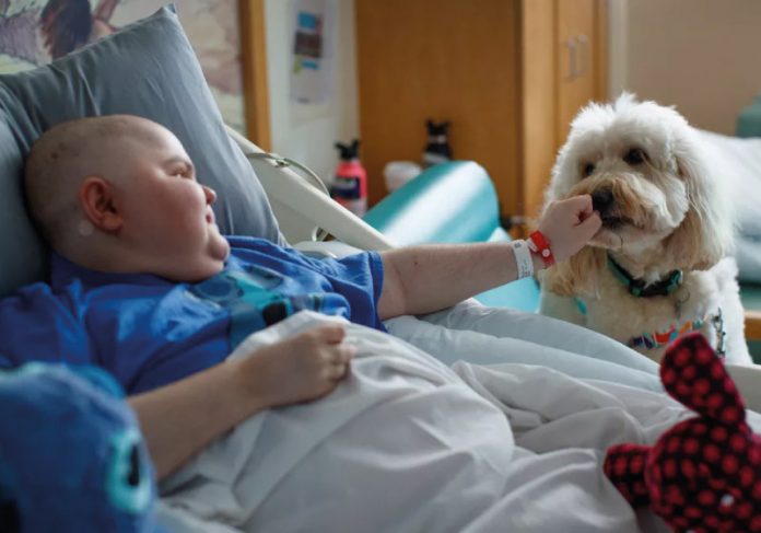 Ollie é um cachorro de terapia e ajuda pacientes do hospital - Foto: REUTERS/Mike Blake