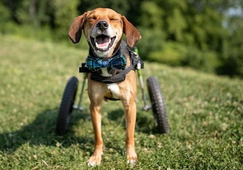 Boone, um vira-lata de 4 anos, que sofreu maus-tratos e sem as duas patas hoje ajuda na terapia infantil Foto: American Humane, Hero Dog Award