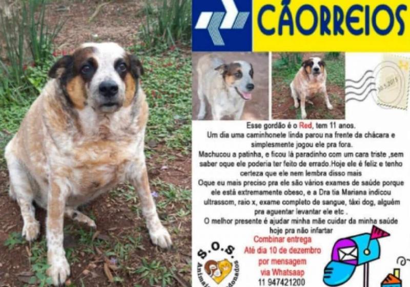 O Cãorreios é para ajudar os bichinhos a conseguirem um lar neste Natal - Fotos: divulgação