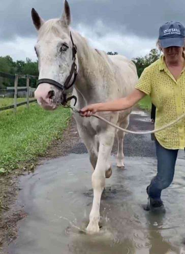 Kathy faz todos os passeios com Buddy - Foto: reprodução