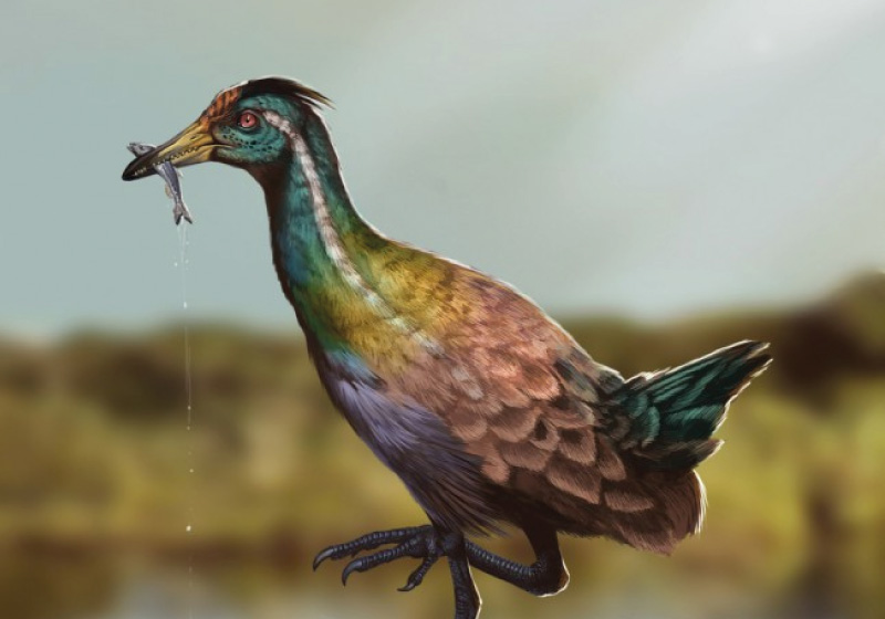 Paleoarte reconstruindo a "Kaririavis mater", a ave mais antiga da América do Sul - Foto: Pepi/Divulgação