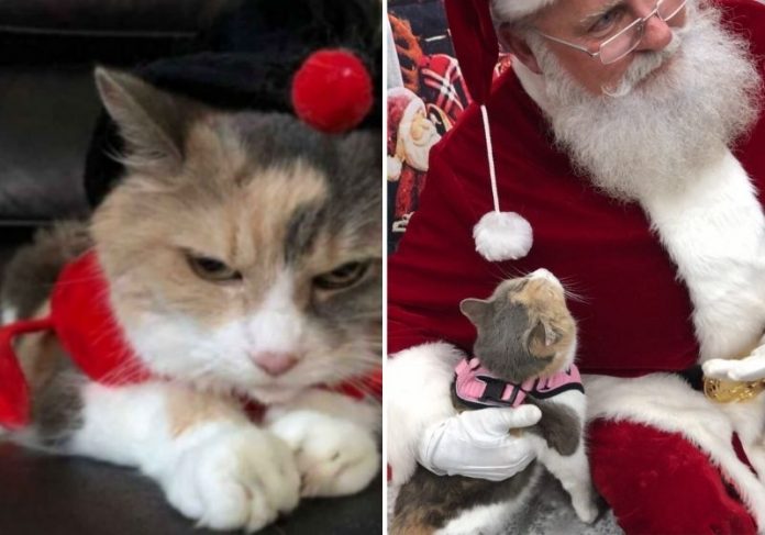 Gatinha mal humorada se derrete ao ver Papai-Noel - Foto: Reprodução / Instagram