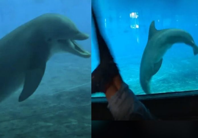 O golfinho no aquário imita as acrobacias de Giovanni e os dois se divertem - Foto: reprodução Tik Tok