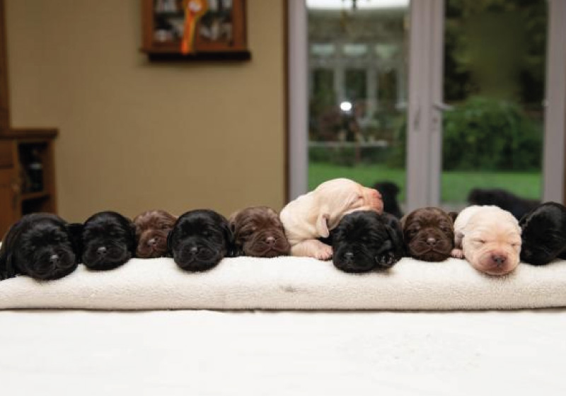 A ninhada, considerada rara, nasceu em outubro e não será vendida pelos tutores - Foto: reprodução