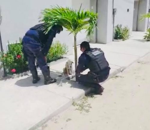 Guardas Municipais resgatando a cadelinha - Foto: reprodução Prefeitura de Aquiraz