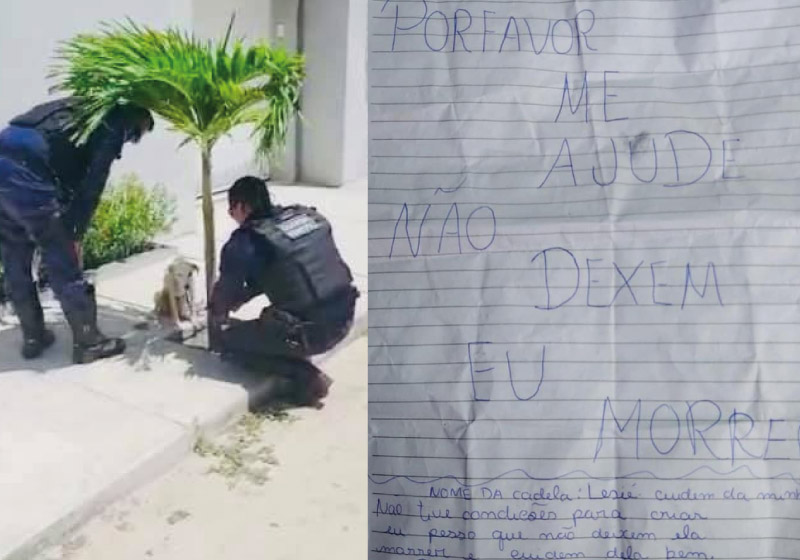 A cadela abandonada foi encontrada amarrada em uma árvore junto com um bilhete - Foto: reprodução Prefeitura de Aquiraz