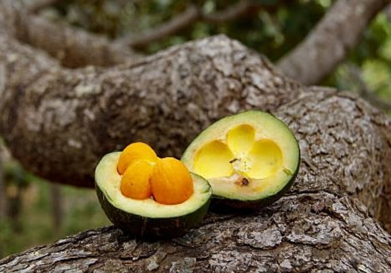 Os produtos desenvolvidos pela Unesp vão evitar o desperdício e movimentar a economia do Cerrado Foto: reprodução
