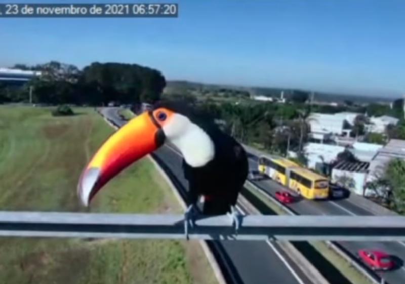 Dois casais de tucanos e carcarás apareceram nas câmeras de monitoramento da Rodovia Anhanguera em SP - Foto: Reprodução / CCR AutoBAn
