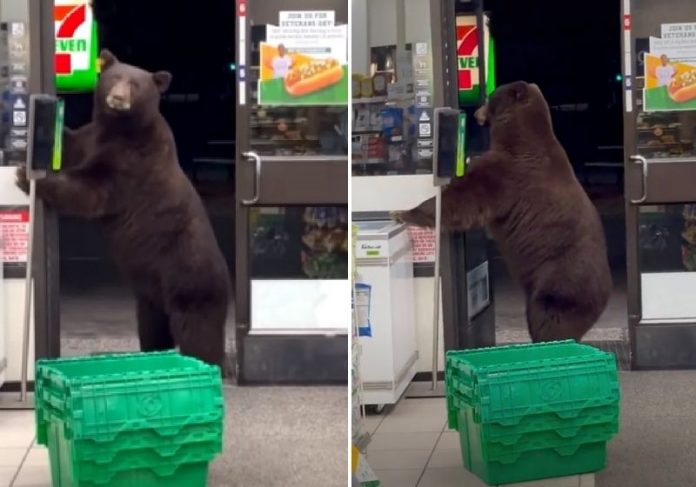 Urso passa álcool em gel ao entrar em loja [VÍDEO]