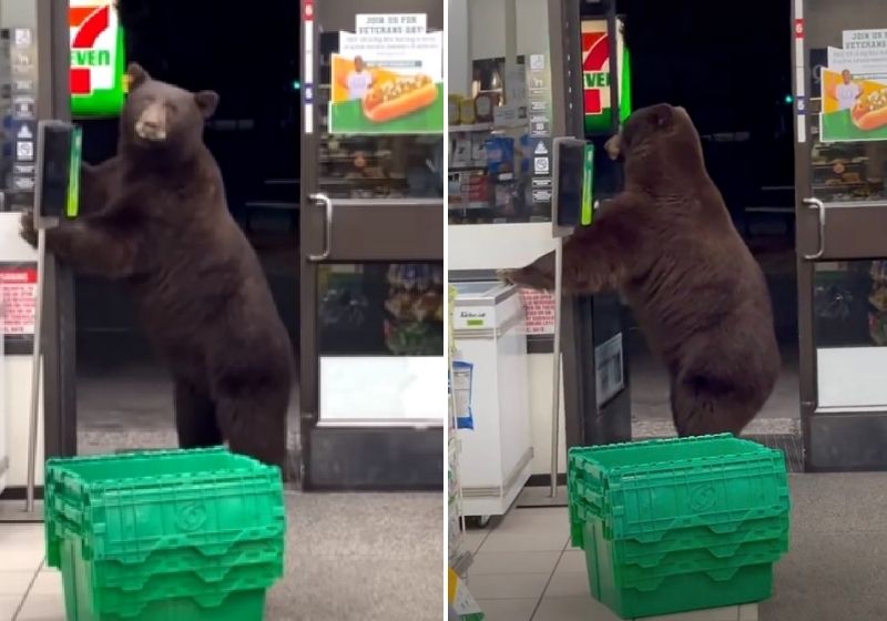 O urso entrou na loja de conveniência e passou álcool em gel - Foto: Reprodução/Vídeo