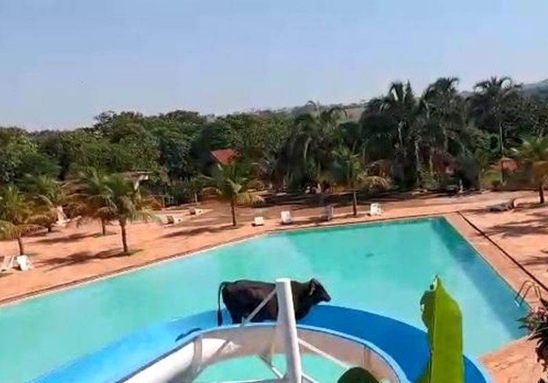 Vaca, que na verdade é um boi, estava fugindo do abate e virou animal de estimação. Foto: Reprodução/vídeo