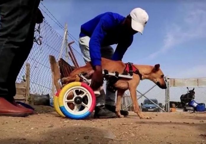 Brinquedos viram cadeira de rodas para animais amputados ou com paralisia