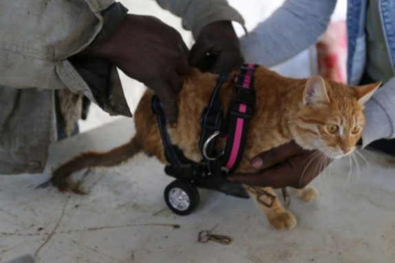 Gaza_brinquedos_proteses_animais (3)