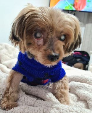 advogada-adota-cachorro-cego-tv