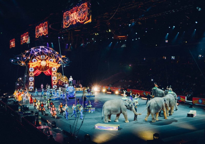 A lei que proíbe animais em espetáculos e a venda de cães e gatos em lojas será implantada gradativamete Foto: PXhere