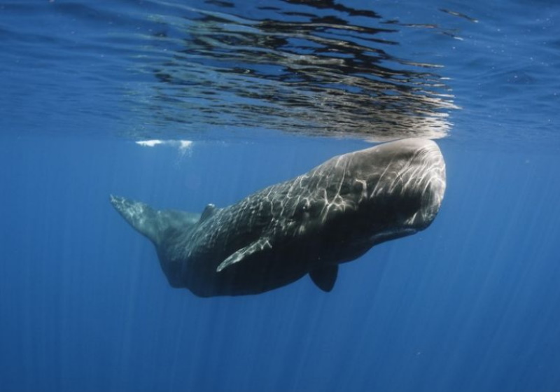 As baleias brancas conhecidas como Moby Dick foram vistas pela última vez há 6 anos Foto: reprodução