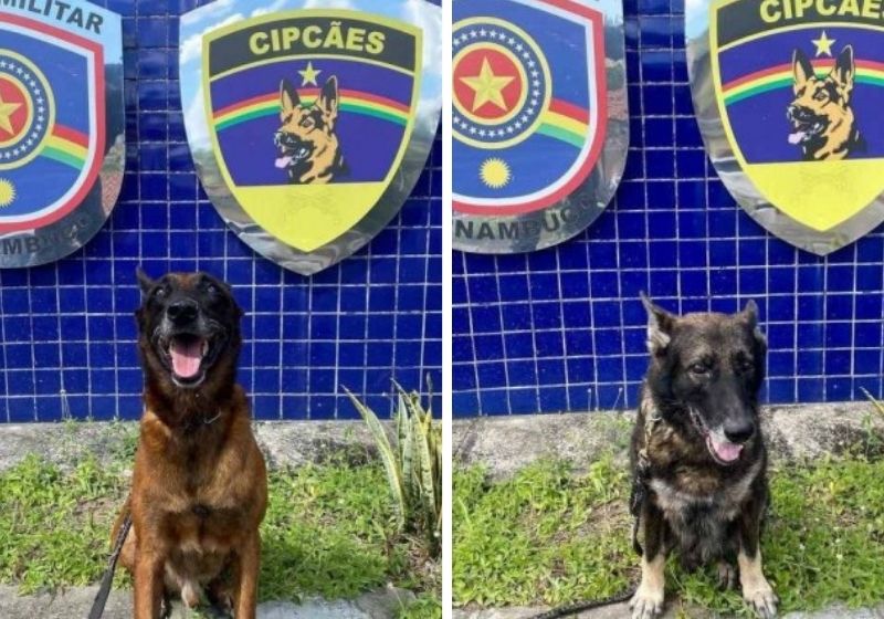 Cães aposentados da PM entram em campanha de adoção - Fotos: PMPE