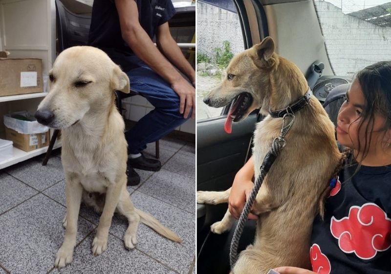 cão-espera-dono-morreu-reencontra-antiga-familia (2)