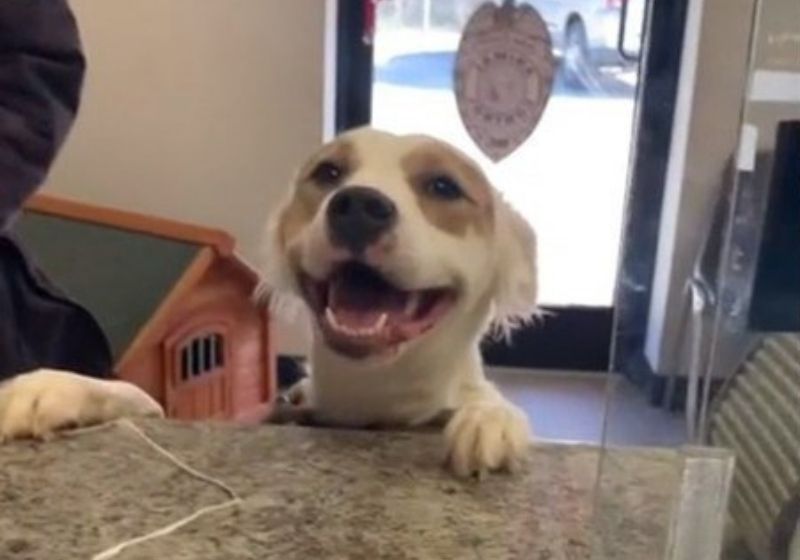 Cãozinho abre um sorrisão quando descobre que é adotado. Foto: Reprodução/Vídeo