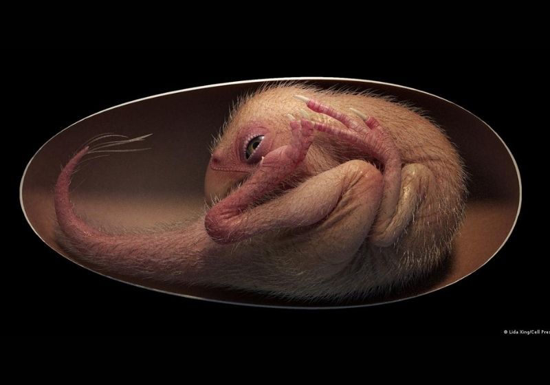O embrião raro de dinossauro encontrado na China - Foto: Xing et al./iScience / Cell Press / dpa / picture alliance