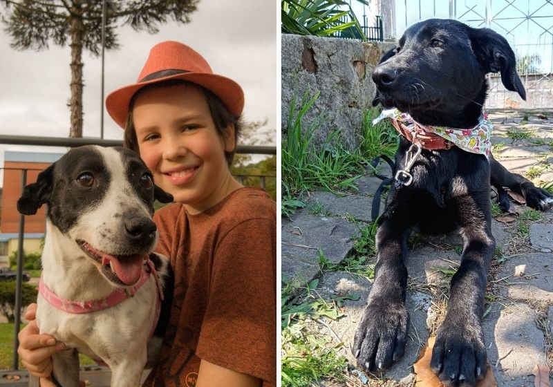 menino-banho-caes-rua