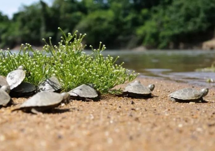 Os filhotes de tartarugas foram soltos na Amazônia - Foto: Ibama